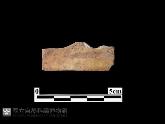 骨器藏品圖，第1張