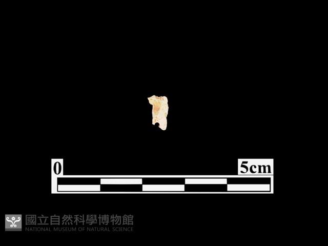 骨器藏品圖，第1張