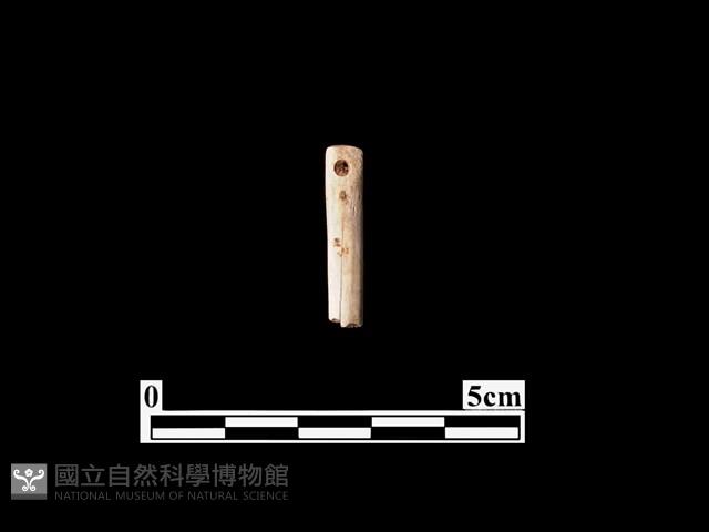 骨針藏品圖，第1張