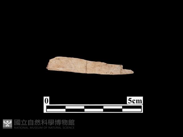 骨器藏品圖，第1張