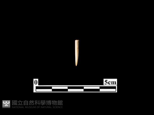 骨針藏品圖，第1張