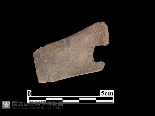 骨器藏品圖，第1張