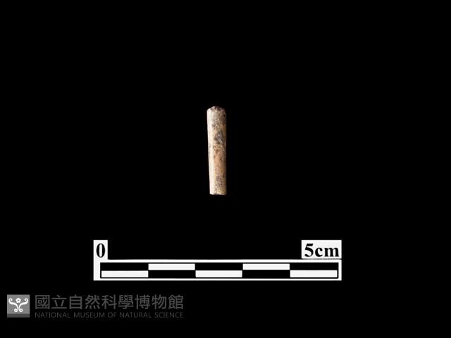 骨器藏品圖，第1張