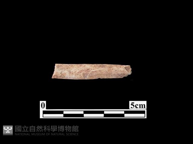 骨器藏品圖，第1張