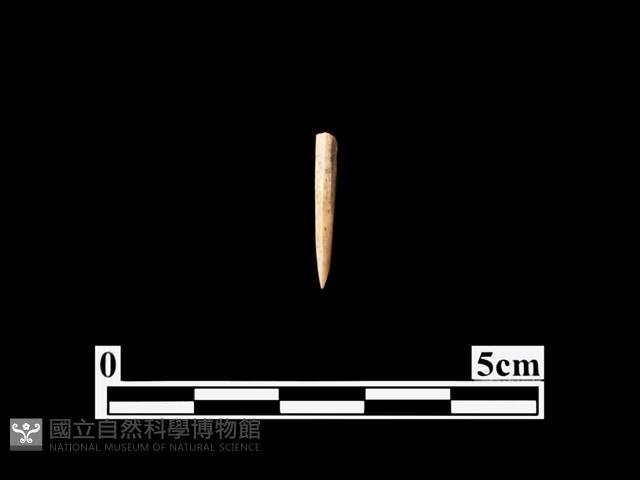 骨針藏品圖，第1張