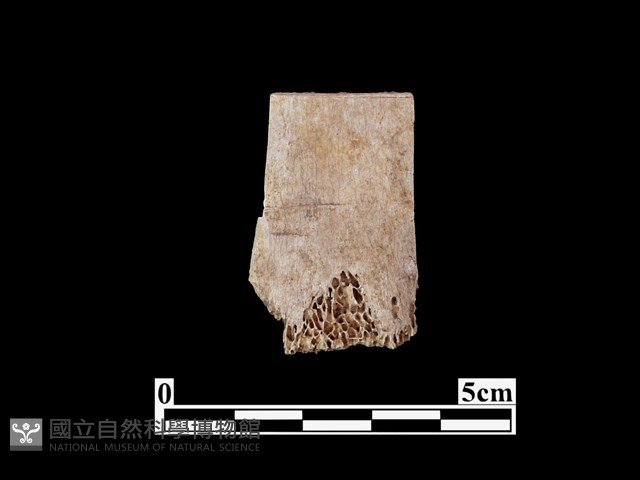 骨器藏品圖，第1張
