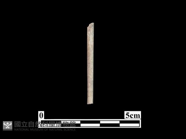 骨針藏品圖，第1張