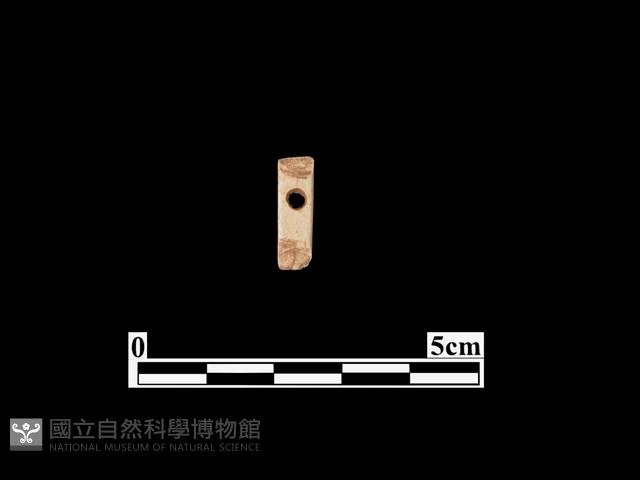 骨針藏品圖，第1張