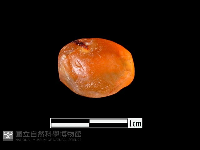 瑪瑙珠藏品圖，第1張