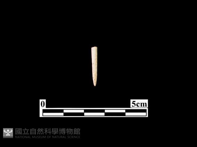 骨針藏品圖，第1張