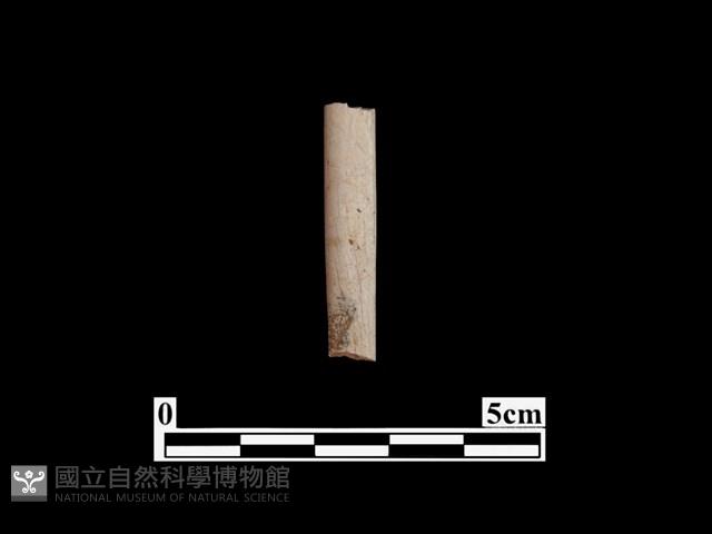 骨器藏品圖，第1張