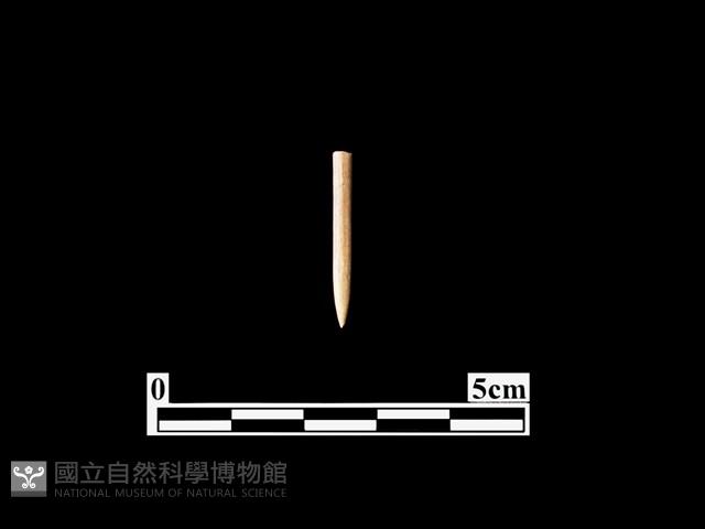 骨針藏品圖，第1張