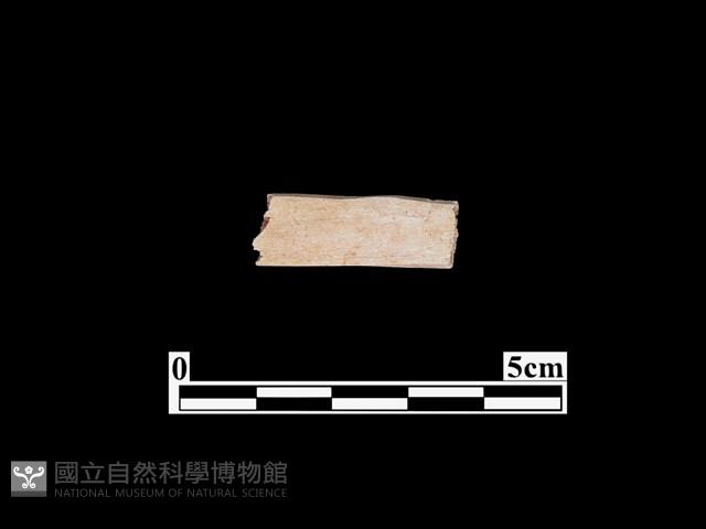 骨器藏品圖，第1張