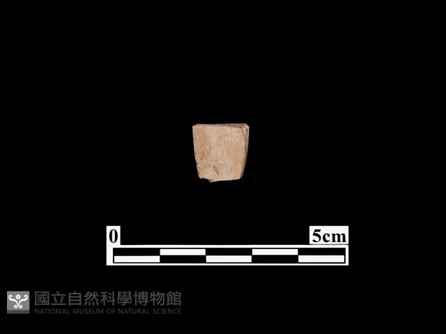 骨器藏品圖，第1張
