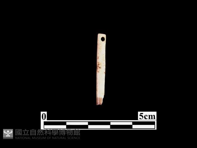 骨針藏品圖，第1張