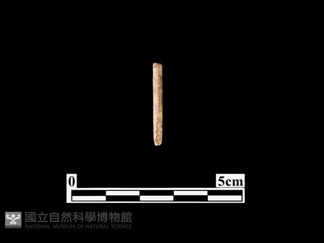 骨器藏品圖，第1張