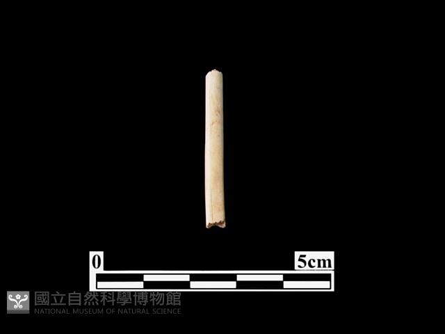 骨器藏品圖，第1張