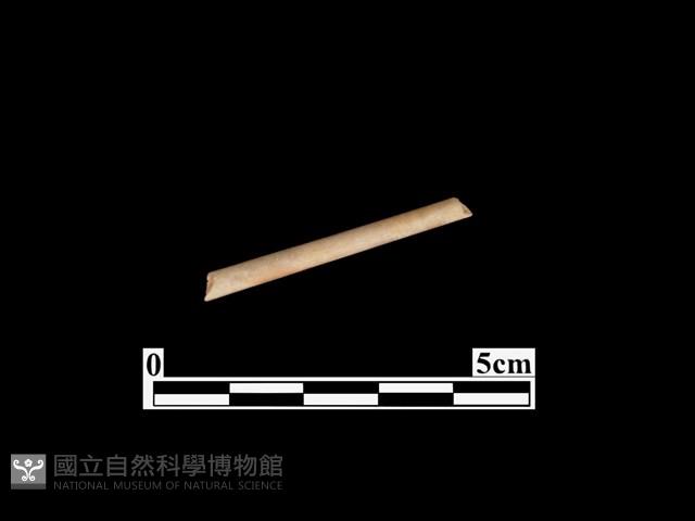 骨針藏品圖，第1張