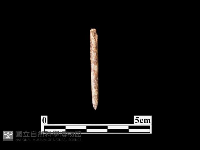 骨針藏品圖，第1張