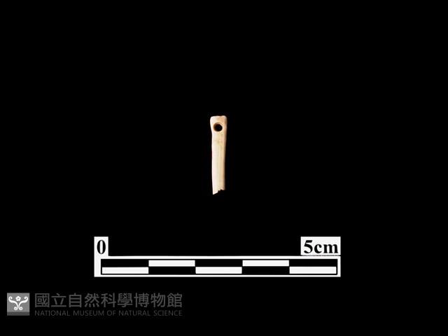 骨針藏品圖，第1張