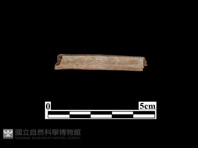 骨器藏品圖，第1張