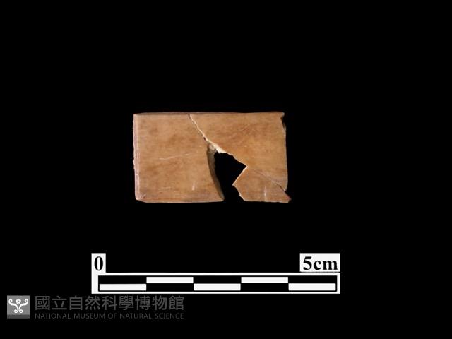 骨器藏品圖，第1張