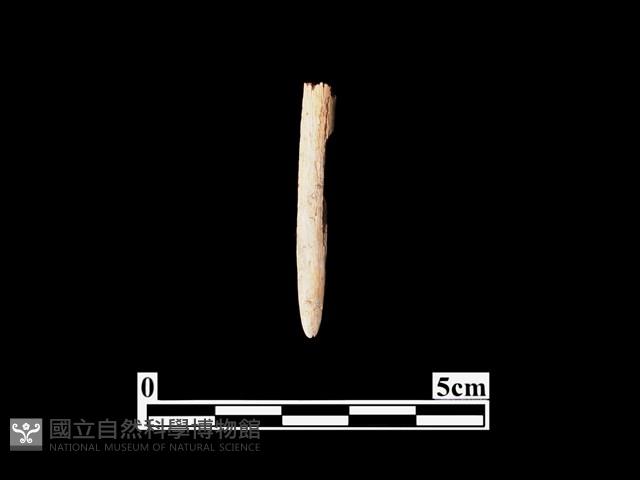 骨針藏品圖，第1張