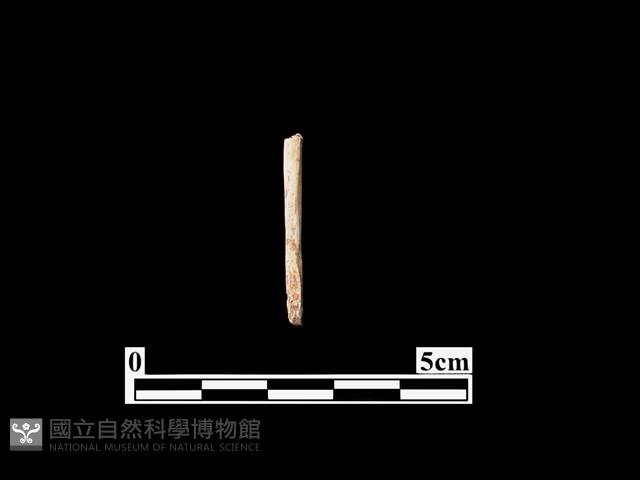骨器藏品圖，第1張