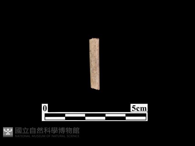 骨針藏品圖，第1張