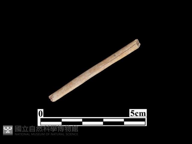 骨器藏品圖，第1張