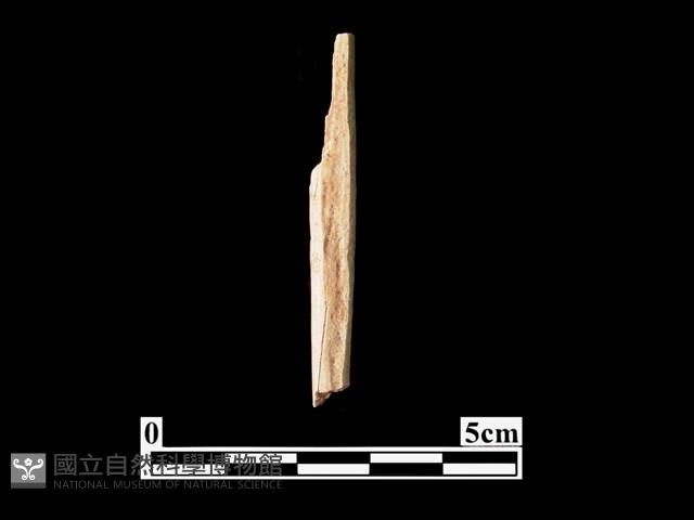 骨器藏品圖，第1張