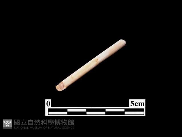 骨針藏品圖，第1張