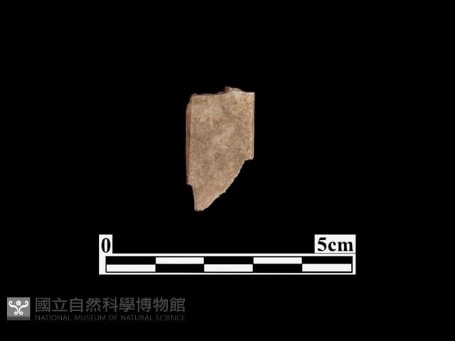 骨器藏品圖，第1張