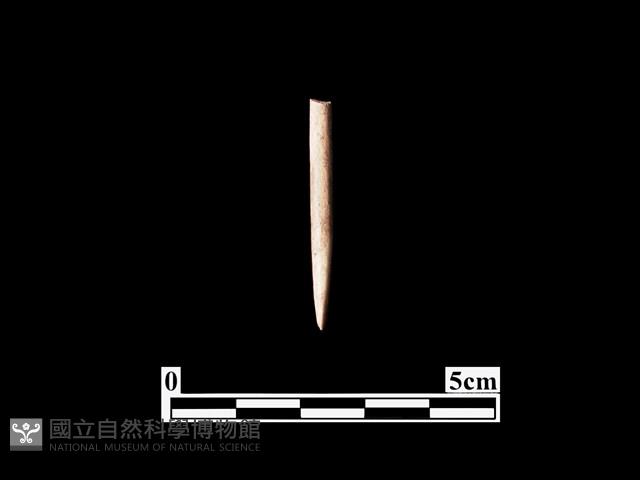 骨針藏品圖，第1張