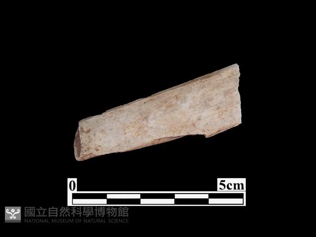 骨器藏品圖，第1張