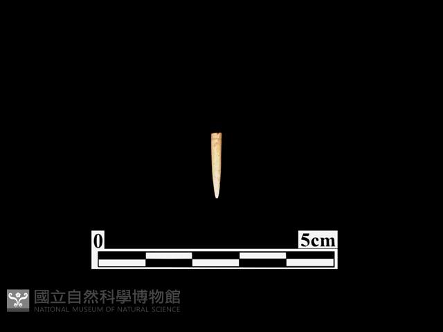 骨針藏品圖，第1張