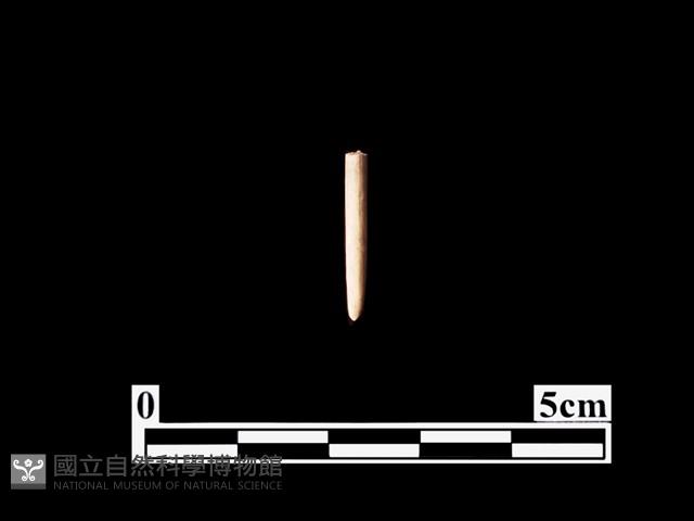 骨針藏品圖，第1張