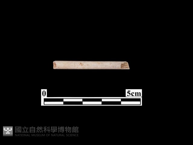 骨飾藏品圖，第1張