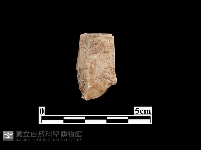 骨器藏品圖，第1張