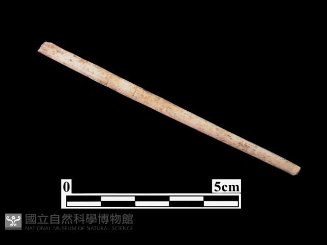 骨針藏品圖，第1張