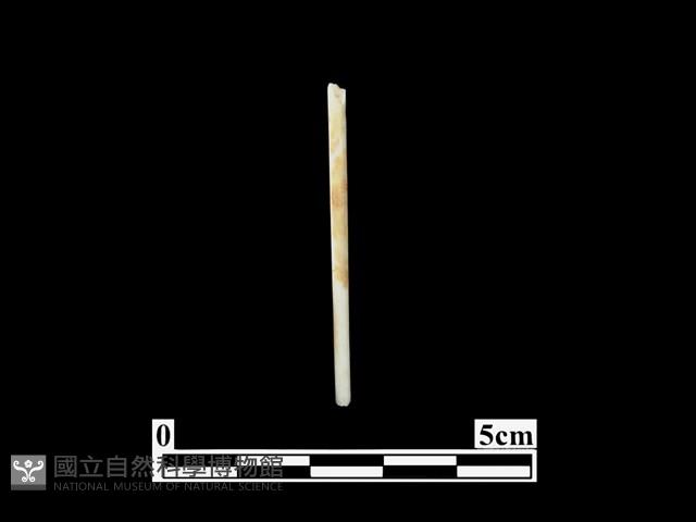 骨針藏品圖，第1張