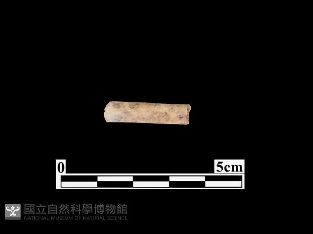 骨器藏品圖，第1張