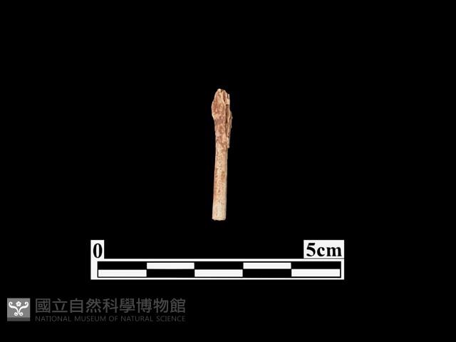 骨器藏品圖，第1張