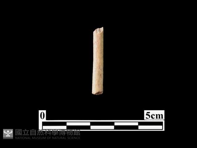 骨器藏品圖，第1張