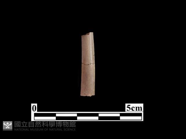 骨器藏品圖，第1張