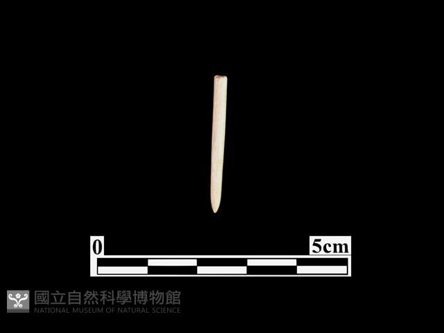 骨針藏品圖，第1張