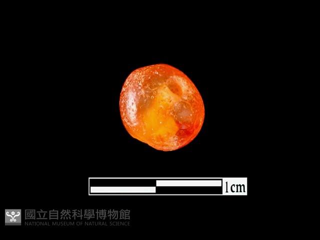 玉髓珠藏品圖，第2張