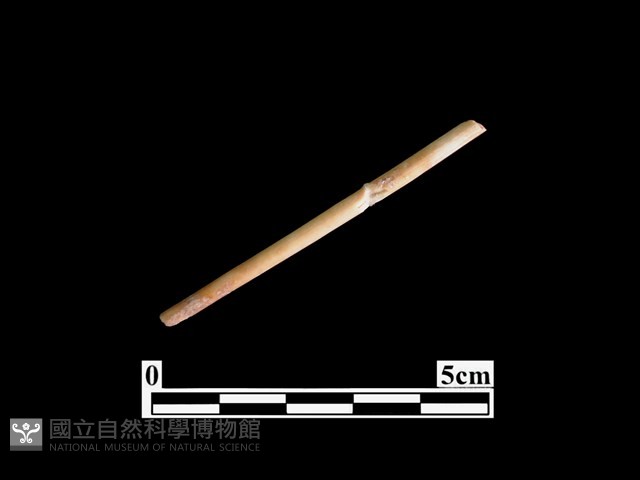 骨針藏品圖，第2張