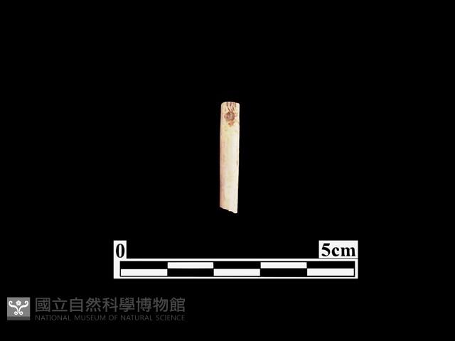 骨針藏品圖，第2張