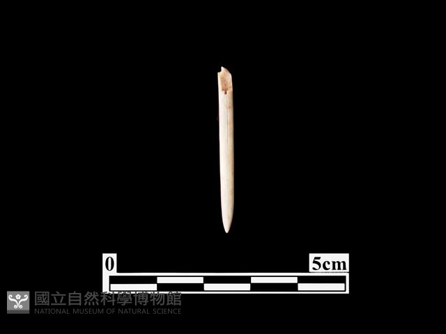 骨針藏品圖，第2張